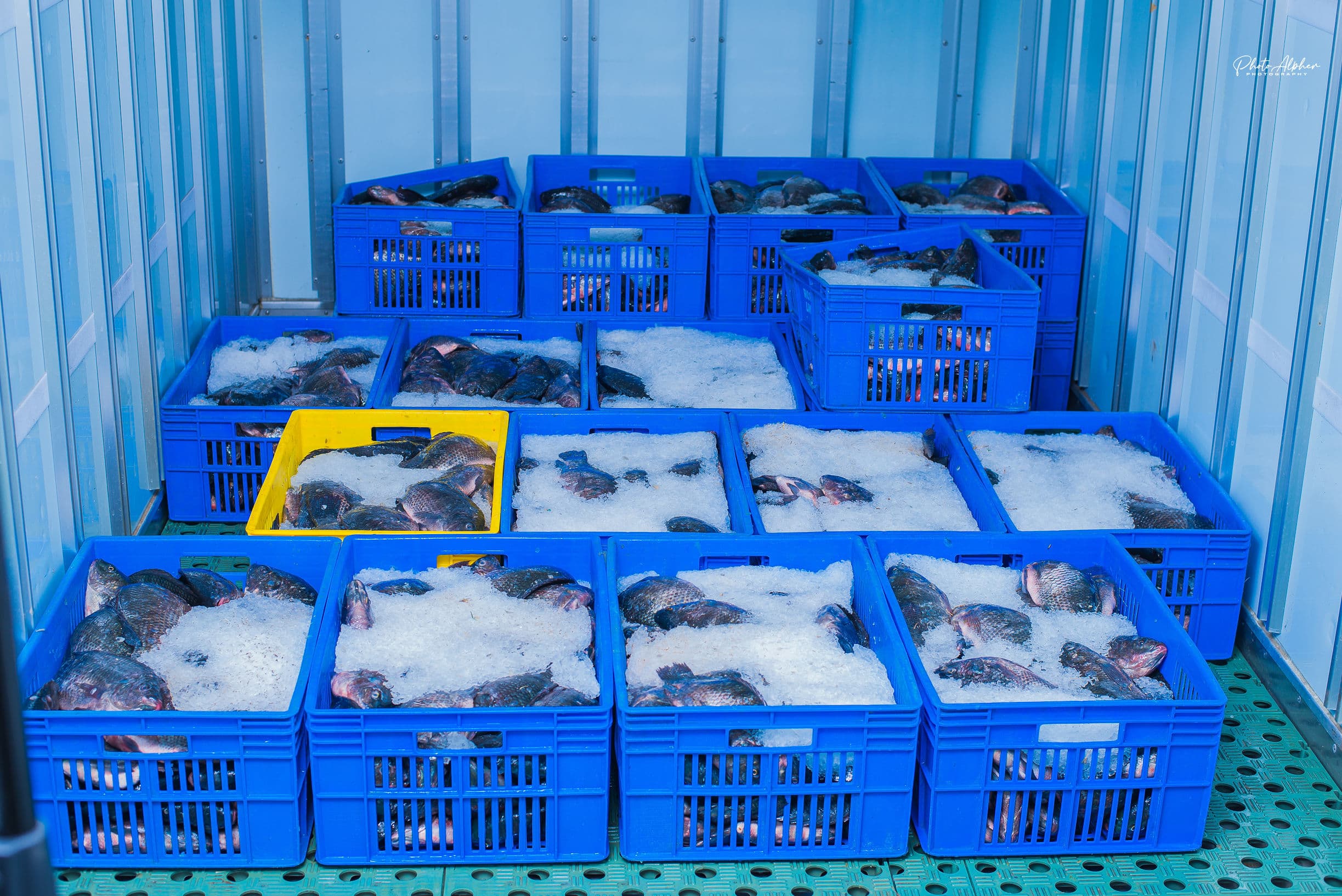 Bulk Market