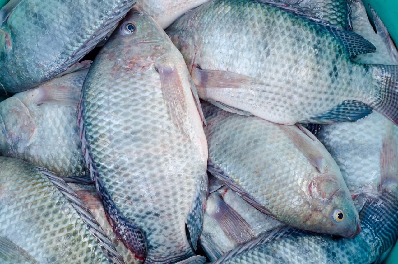 Whole Ungutted Tilapia
